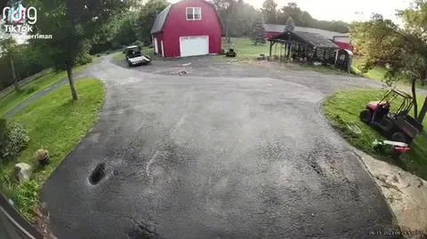 Cat saves chicken from foxes