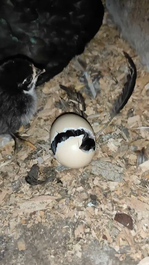 Caught one of my chickens hatching