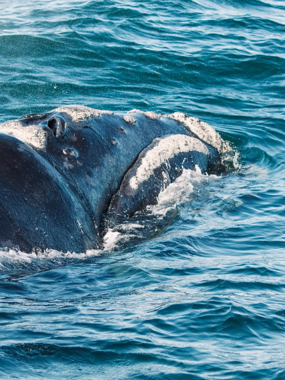 Nature focused trip to Cape Town (August 2025)