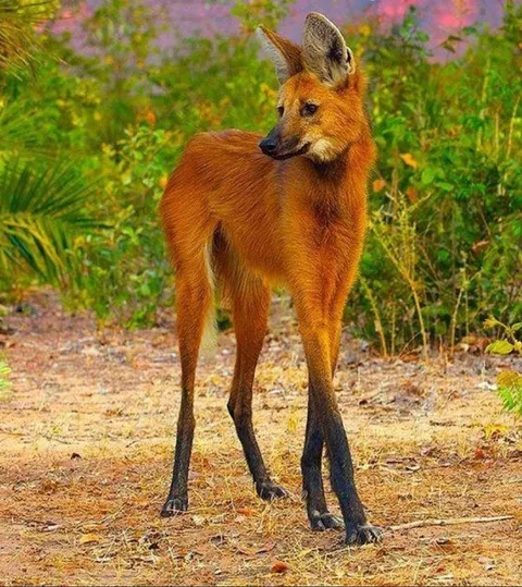 Very Specific question about canine anatomy.