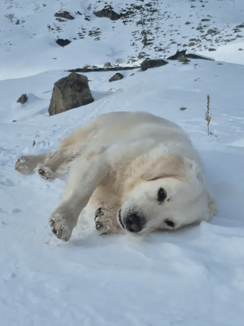 I went on a mountain hike in France and we met so many adorable beasties 😍