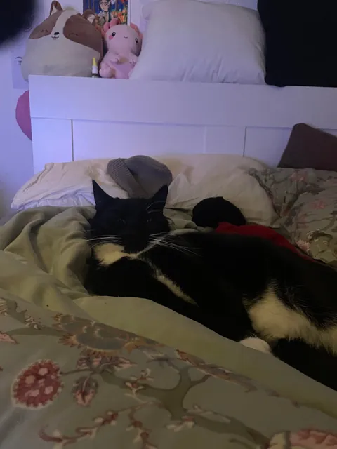 My cat was trying to pet me last night