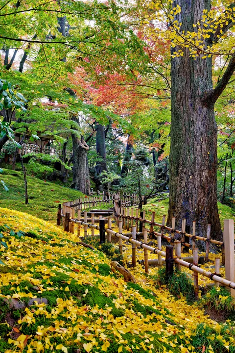 Fall colors in Japan
