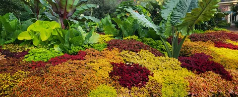 Tropical bedding with coleus