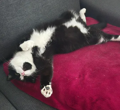 Playing makes you tired 🥱😴😻