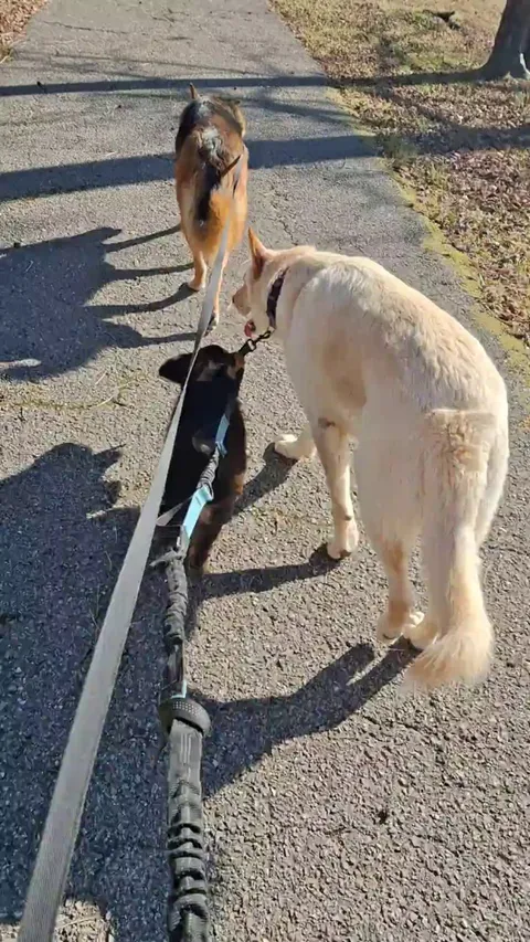 My big dogs being so patient with out foster fail Bonnie. She only weights 13 pounds he weights 115