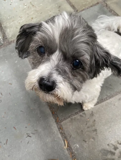 Atticus turns 15 today!  Forever young at heart ♥️