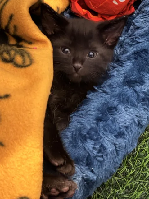 Need advice on teaching my 6 week stealth bomber on how to drink water