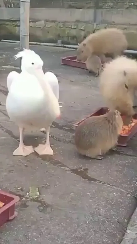 He would if he could