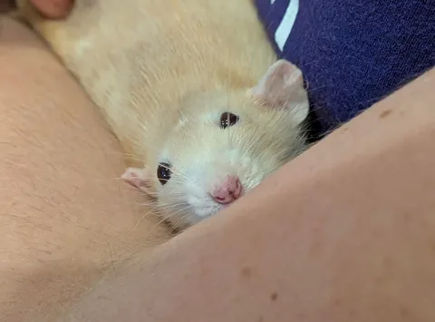 Everyone at the vet says Naga is their favorite