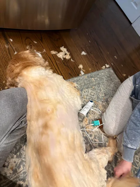 My mom shaved the dog because she thought she had fleas. She did not have fleas.