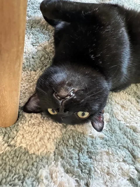 I lost my soul cat 💔