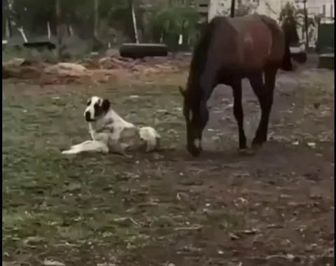 Interactive communication between horses and dogs!