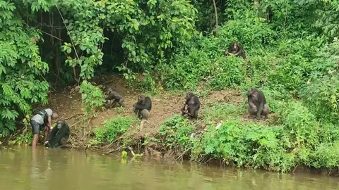 A young chimp tried to intimidate the human, then the troop's leader stepped in to make peace.
