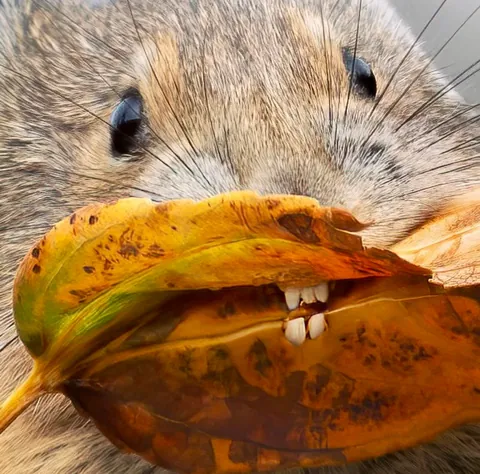 🔥 Leaf it to Me: A Tiny Pika Sinks Its Teeth Into Autumn 🍂