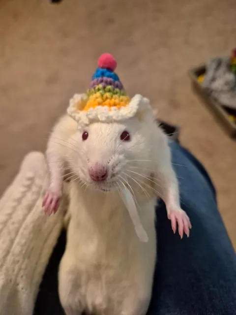 The cutest rats with hats!