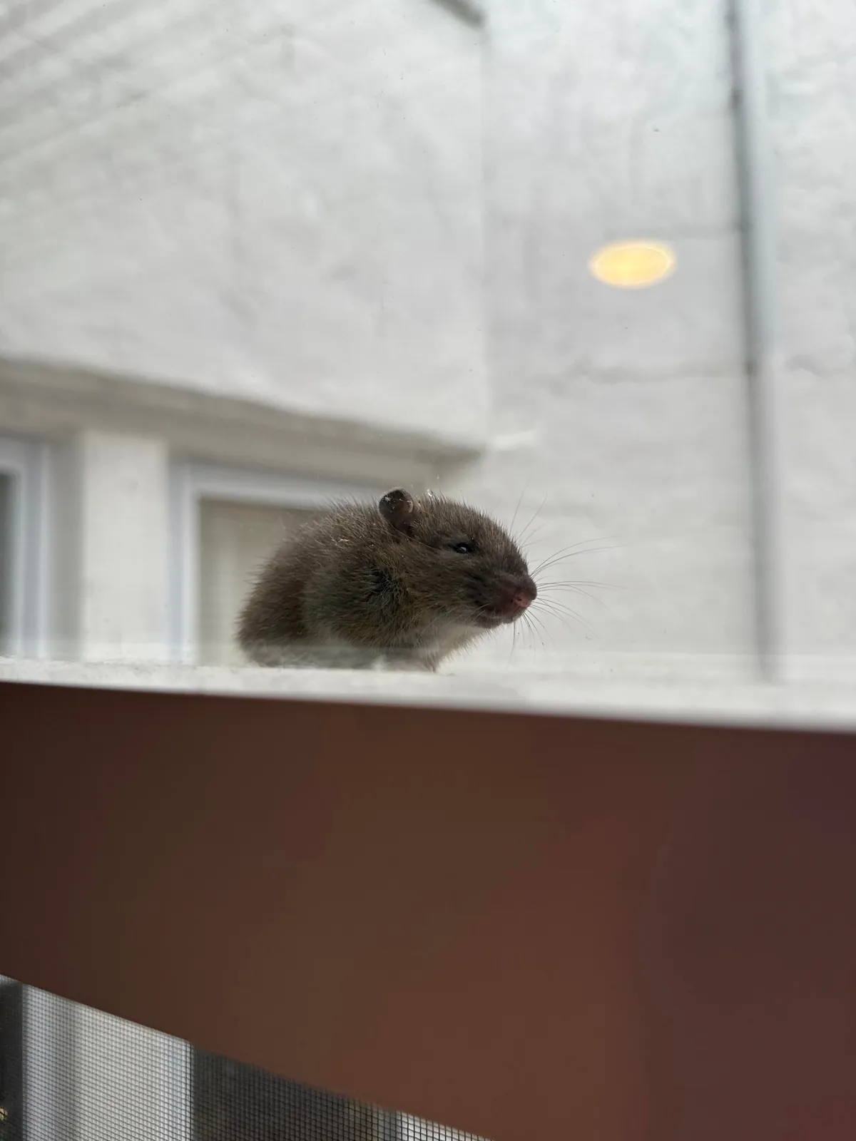 Is this a baby rat or a mouse? He was trying to come inside to hang out with me.