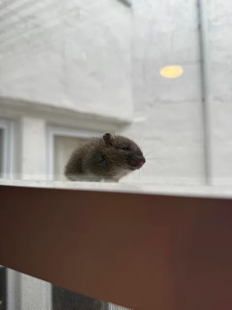 Is this a baby rat or a mouse? He was trying to come inside to hang out with me.