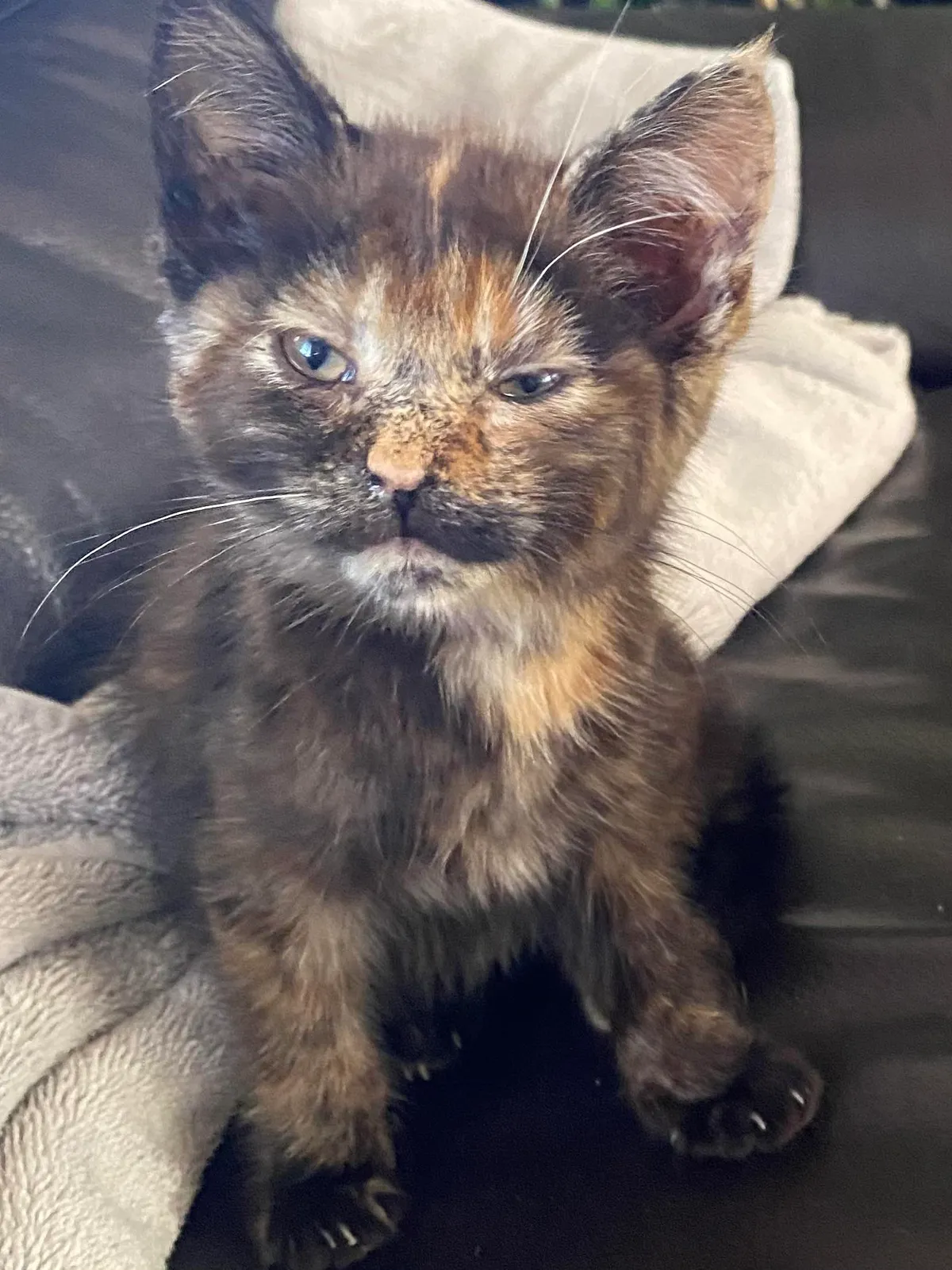 Meet Brownie! We found him outside. And this is his face right after a bath.