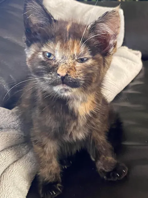 Meet Brownie! We found him outside. And this is his face right after a bath.
