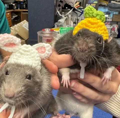 Rats in hats 👒