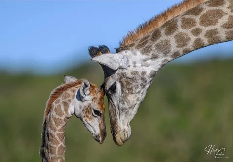 🔥moment of affection between Giraffe and her baby