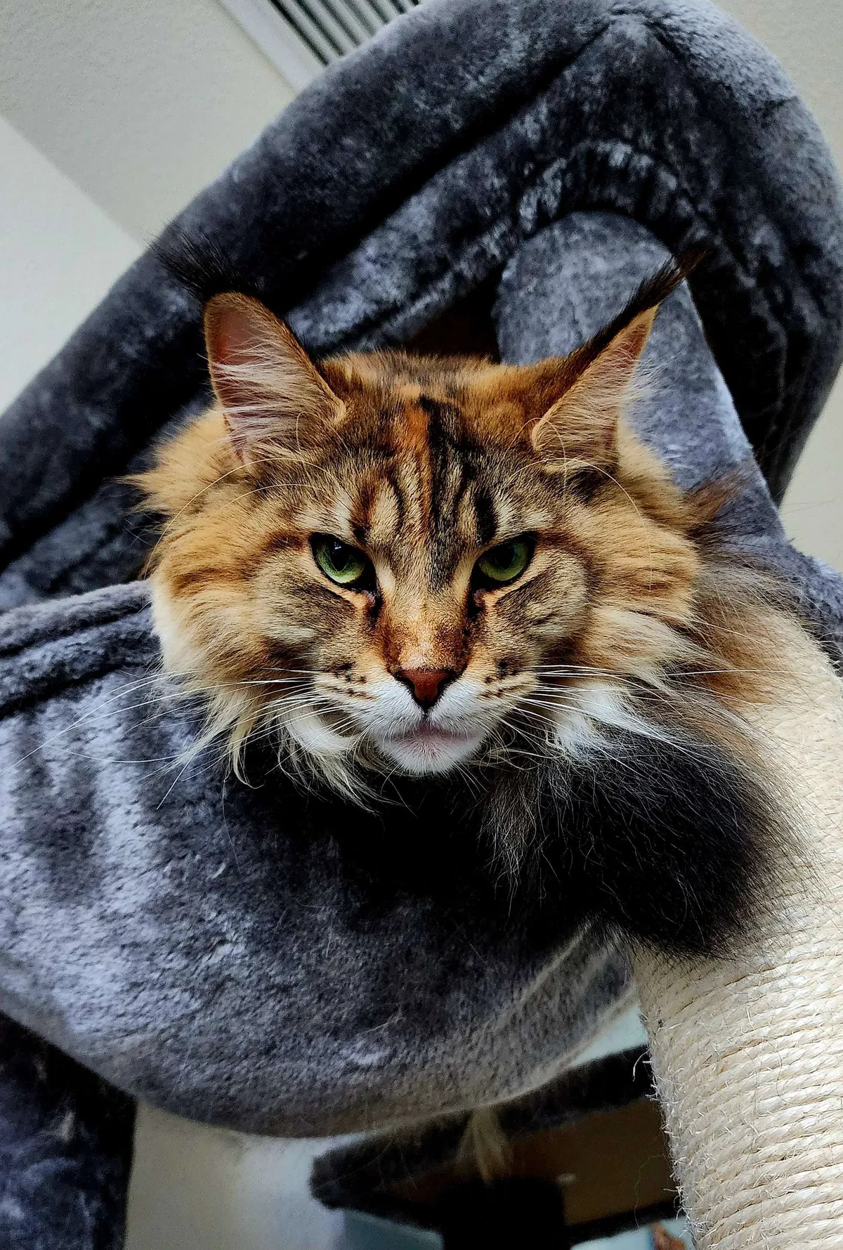 Little Baby All Grown Up