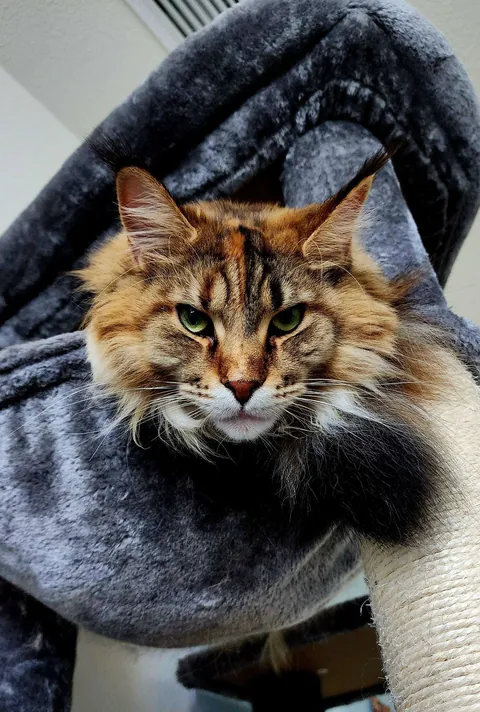 Little Baby All Grown Up