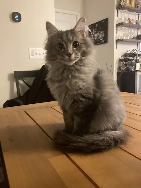 My Dad’s Kitten Phinneas