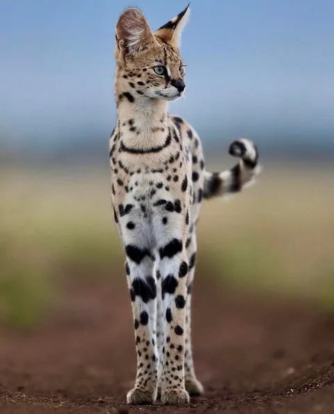 🔥Leg Goals: Servals Are the Supermodels of the Animal Kingdom