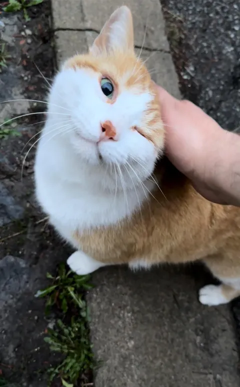 Petting a street cat 🥲❤️
