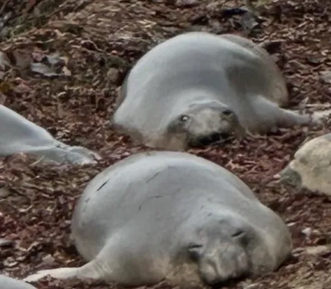 I’m a naturalist who specializes in elephant seals. This is my favorite picture I’ve taken.