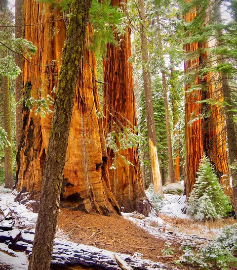 The Vibrant Redwoods In The Snow, Sequoia National Park, CA[OC][3413x3887]