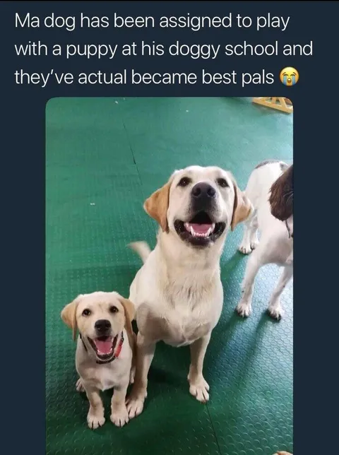 Pals with paws
