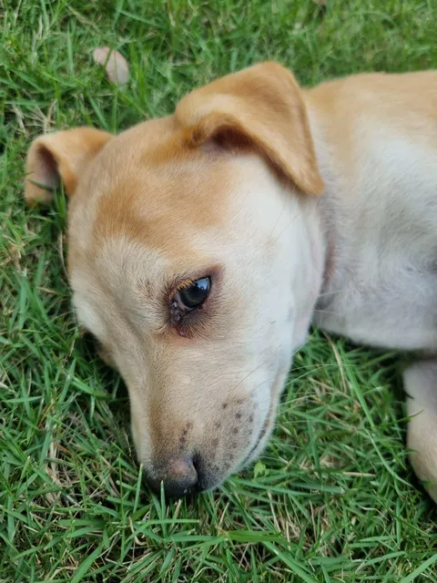 A new pupper at my college [OC]