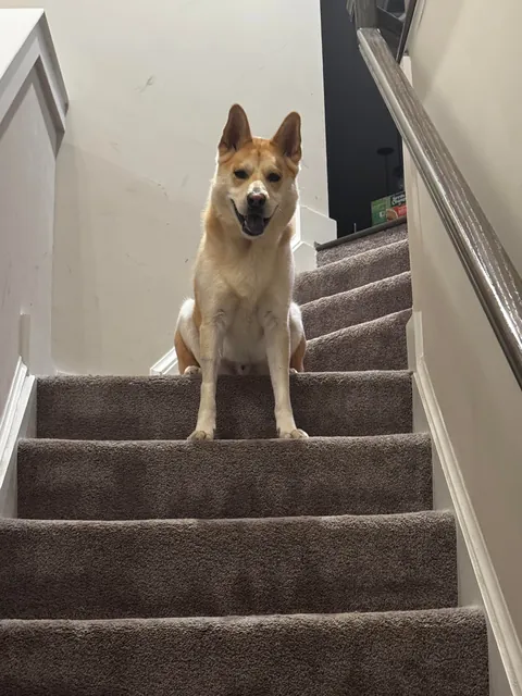 Biscuit turns 5 today! happy birthday to the goodest boi ever!!