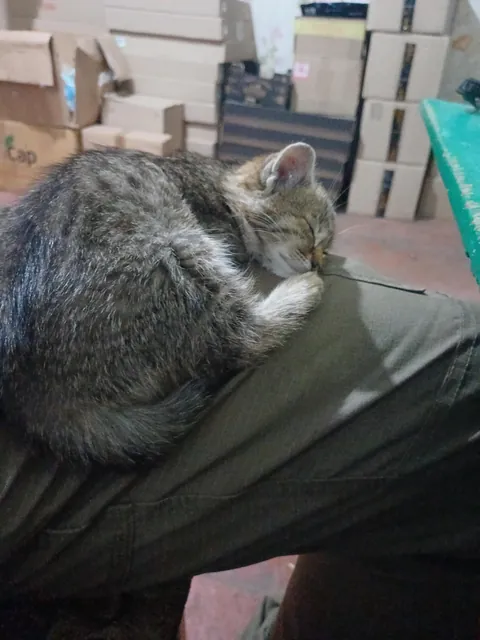 I found this kitten in the war a year ago