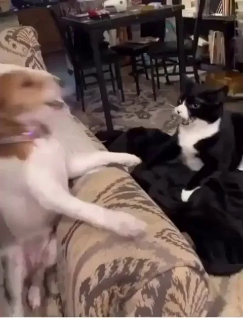 This is less a fight and more a very tense negotiation