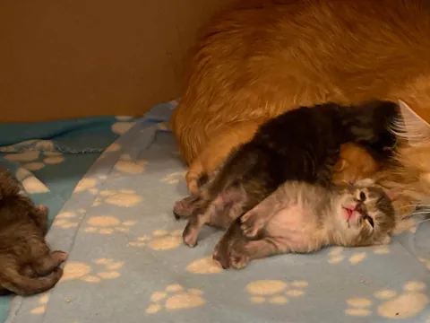 UPDATE: Took in a Feral and now I'm caring for a Litter of Kittens