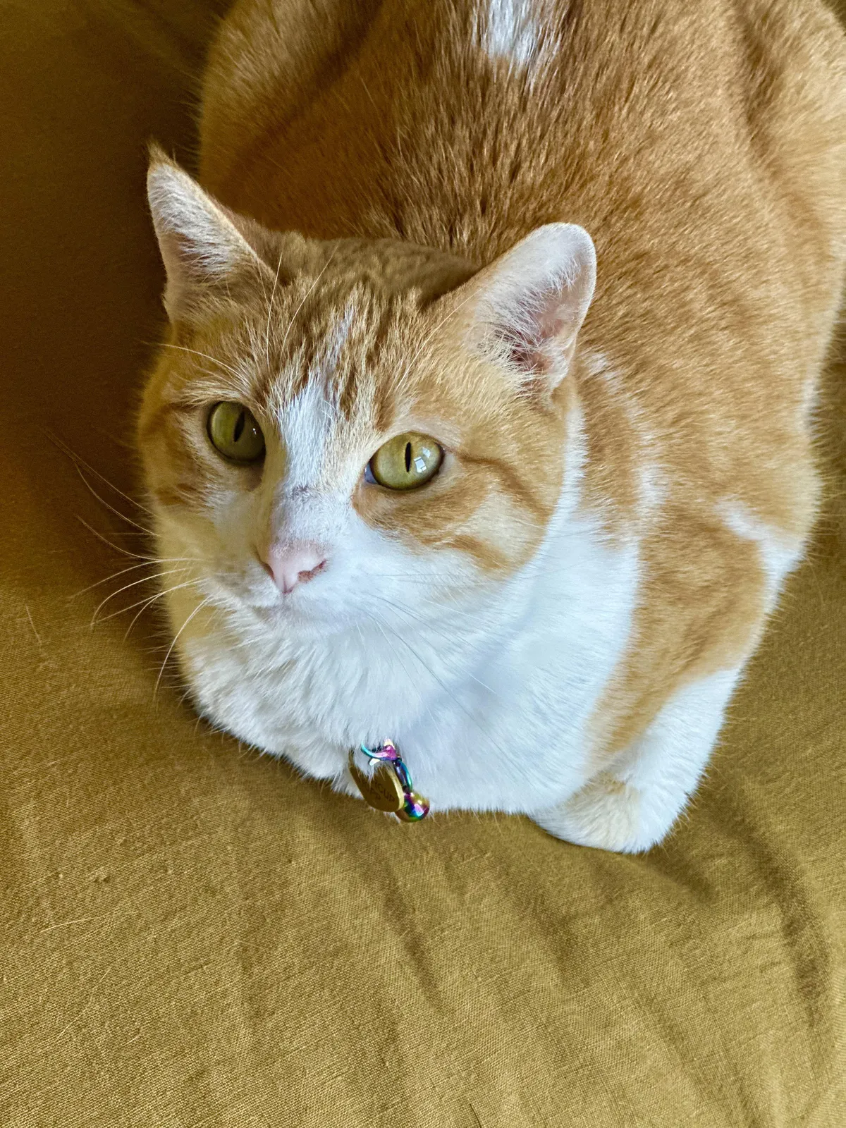 Anyone else who got their cat from a shelter/rescue org end up keeping their name? I did. I just felt like “Buttercup” suited her so well.