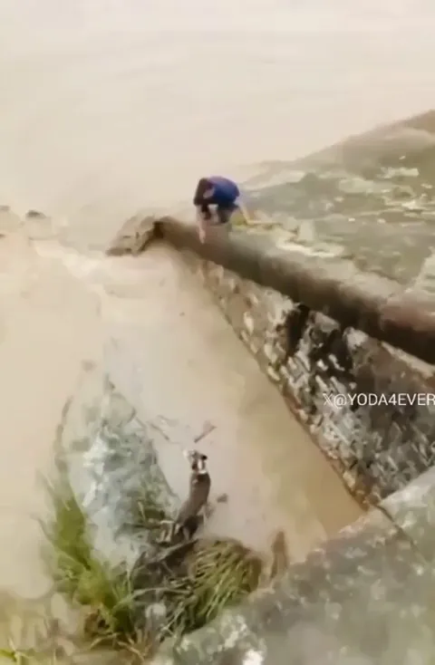 Saving a dog from the floods