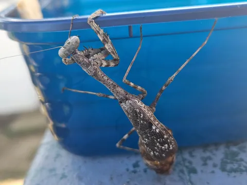 What's wrong with this mantis?