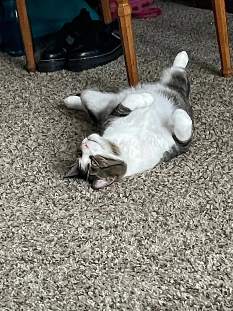 Anyone else’s cats like to lie on their backs?