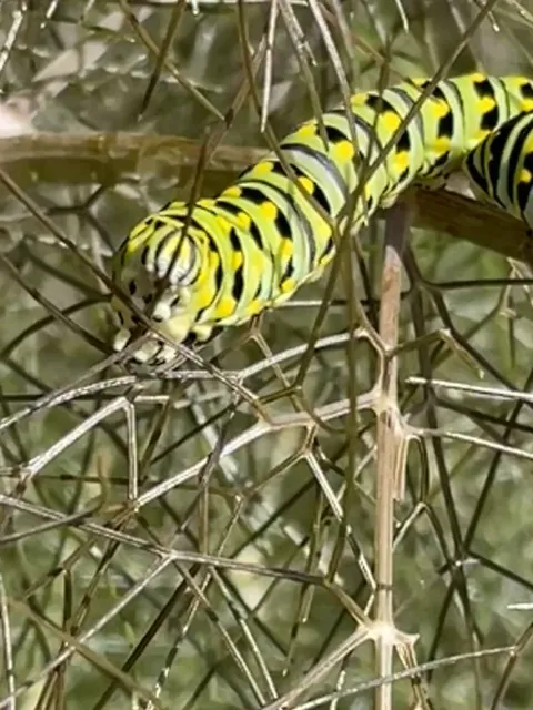A Black Swallowtail Butterfly Caterpillar eating fennel