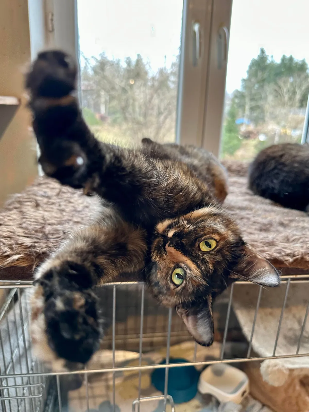 I volunteer at a cat hospice and it’s a place full of love