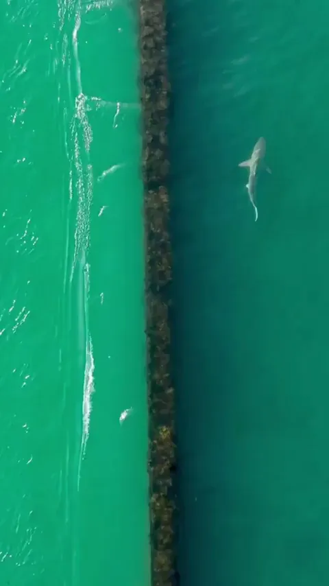 🔥 Sharks Around Wrightsville Beach in North Carolina (sound off 🔇)