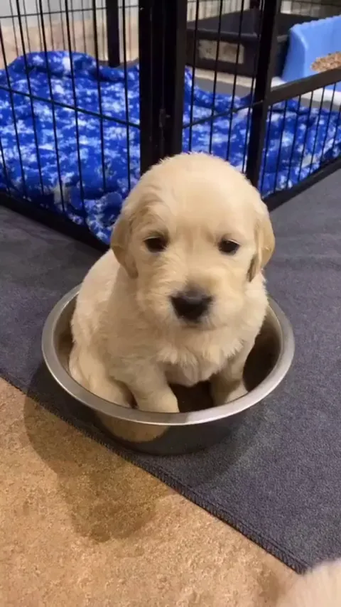 Mom, I Love My Bowl