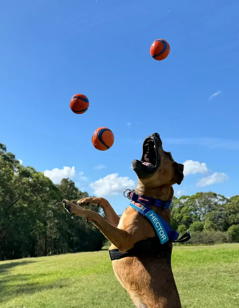 He helps me live a healthy life, both physically and mentally. He’s my little potato, Hector☺️🐕