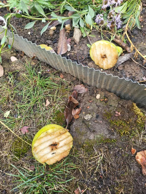 This pear fell from our tree and cut itself in half - perfectly corrugated