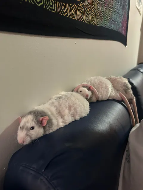 My three boys are so happy sleeping on the couch! I feel like I have won at life